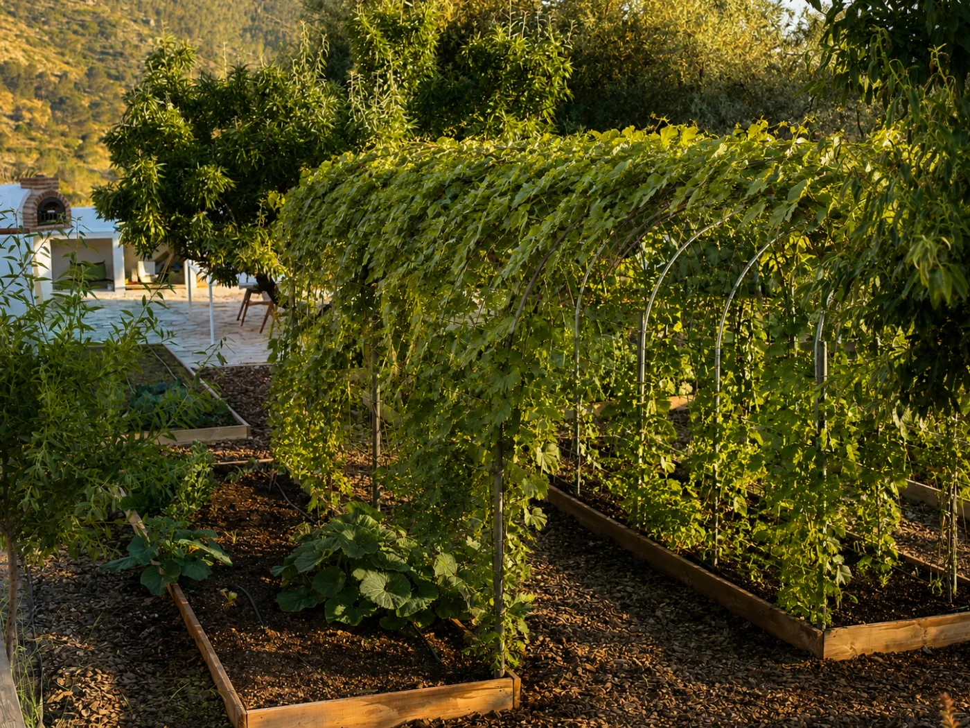 De moestuin met verhoogde bakken en de begroeide boogpergola in het avondlicht
